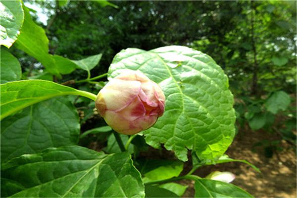 夏腊梅繁殖四大法 夏腊梅繁殖四大法
