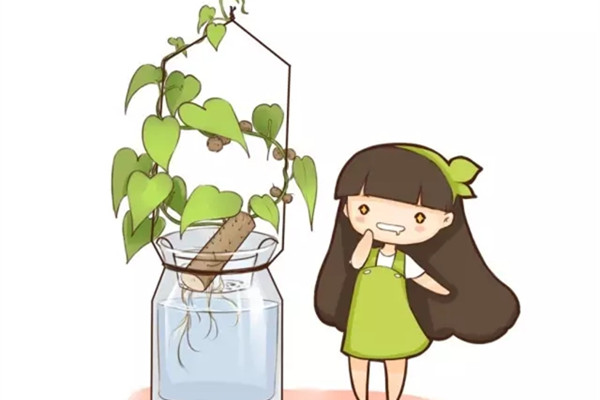 发了芽的山药,放在花盆里竟然爬满了墙,还结山药豆 发了芽的山药,放在花盆里竟然爬满了墙,还结山药豆
