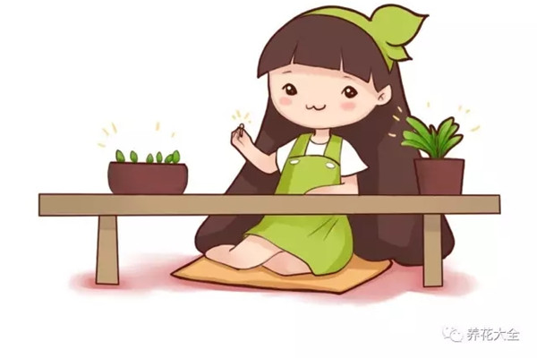她用几粒种子就能种出一盆名贵君子兰!别再花钱买了 她用几粒种子就能种出一盆名贵君子兰!别再花钱买了