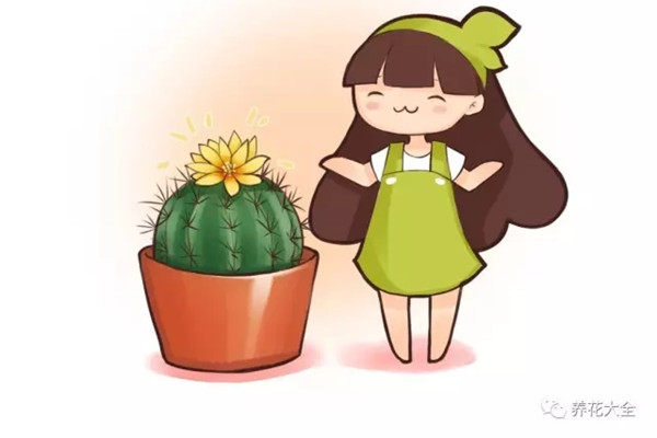你的仙人球养10年不开花,他的却年年开,为啥 你的仙人球养10年不开花,他的却年年开,为啥