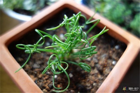 弹簧草的特点