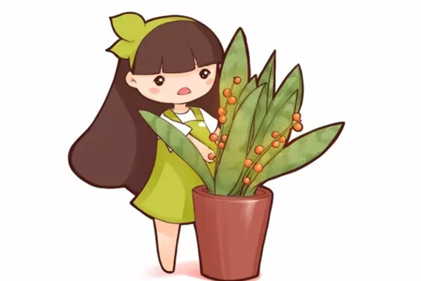 你的虎皮兰花都不开,他的却年年结果,咋养的 你的虎皮兰花都不开,他的却年年结果,咋养的