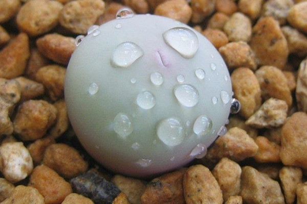 小红嘴的蜕皮特点 小红嘴的蜕皮特点