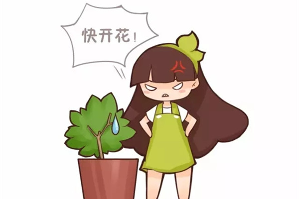君子兰栀子不开花,只需1招花开满盆 君子兰栀子不开花,只需1招花开满盆