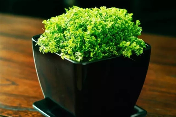 家里光照不好就种这16种花,不用管长得蹭蹭的 家里光照不好就种这16种花,不用管长得蹭蹭的