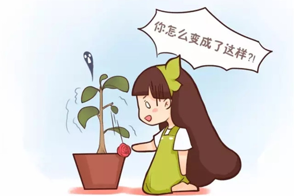 春天不注意这几点,别让你的花越过了寒冬却死在了春天 春天不注意这几点,别让你的花越过了寒冬却死在了春天