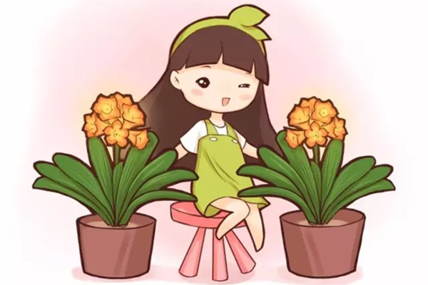 不用花钱!学会这两招,君子兰多得都放不下 不用花钱!学会这两招,君子兰多得都放不下