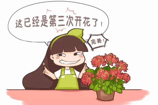花开败了这么做,过几天又能花开满枝 花开败了这么做,过几天又能花开满枝