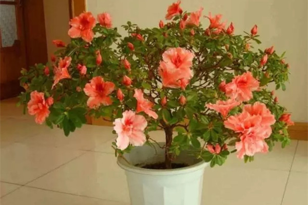 花买回来3天就蔫了?这么做立马挺拔水灵 花买回来3天就蔫了?这么做立马挺拔水灵