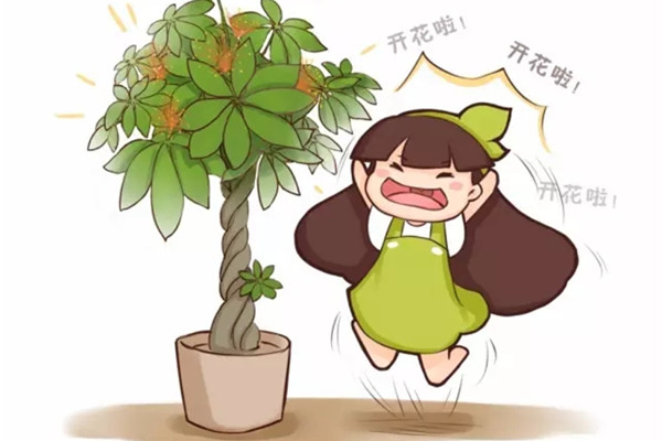 发财树竟然还能开花结果,他都是这么做的 发财树竟然还能开花结果,他都是这么做的