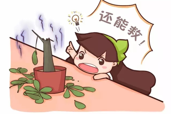 快死的花,被他从光杆养到爆盆,咋做到的 快死的花,被他从光杆养到爆盆,咋做到的