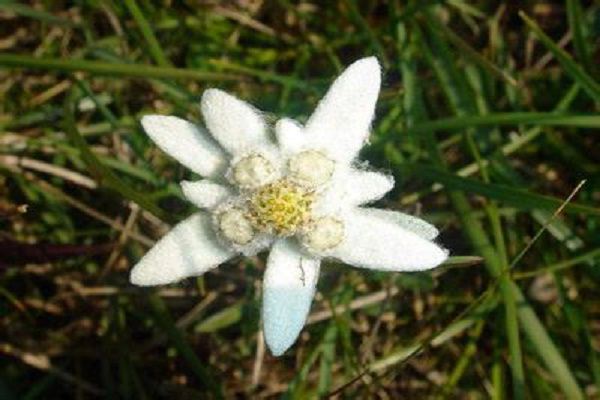 雪绒花的养殖方法和注意事项 雪绒花的养殖方法和注意事项