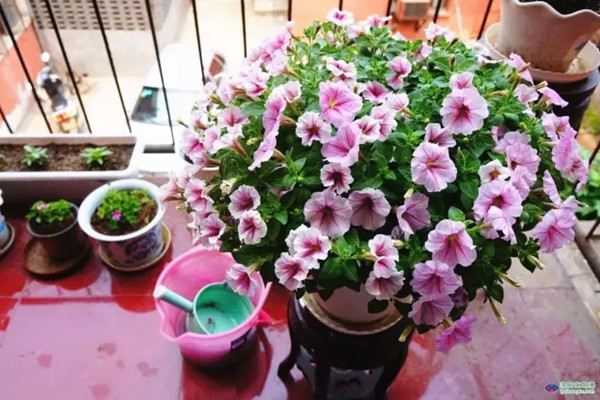 这些花养1种,就能让人羡慕一辈子 这些花养1种,就能让人羡慕一辈子