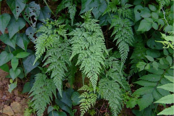蕨类植物能净化空气吗? 蕨类植物能净化空气吗?