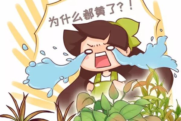绿萝文竹这么养,想发黄,都难! 绿萝文竹这么养,想发黄,都难!
