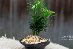 罗汉松怎么嫁接