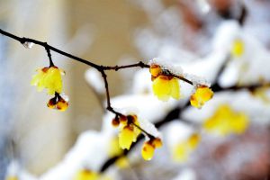 腊梅花落蕾怎么办