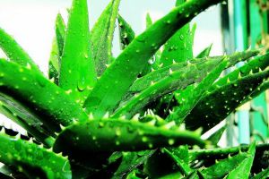 芦荟叶子发红怎么办设标题