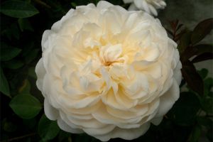 这6种花掐根枝放水里就能生根，养不活都难