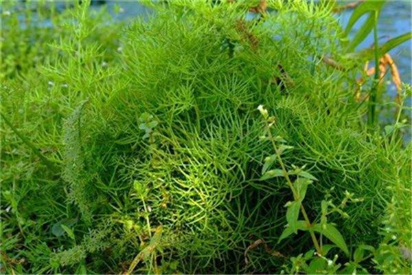 水蕨的养殖方法和注意事项 水蕨的养殖方法和注意事项