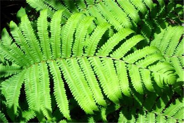 荚果蕨的养殖方法 荚果蕨的养殖方法
