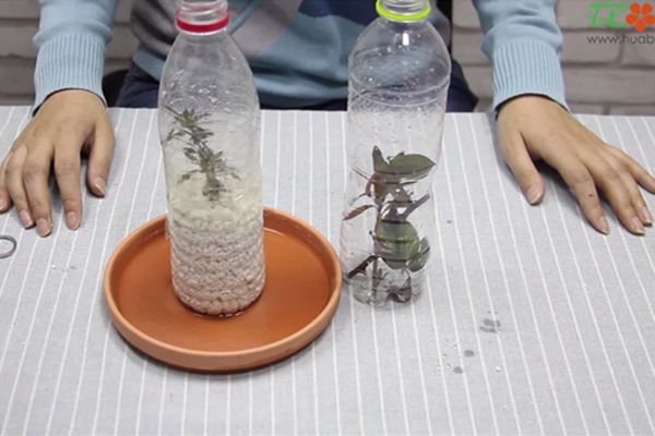 小视频:自制扦插装置,一个塑料瓶就可以 小视频:自制扦插装置,一个塑料瓶就可以