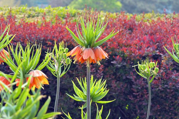 花贝母什么时候开花 花贝母什么时候开花