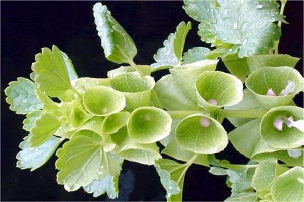 贝壳花的播种方法 贝壳花的播种方法
