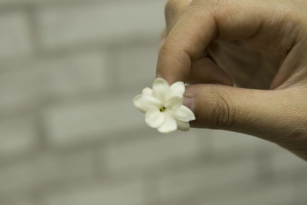 刚买回来的茉莉花掉苞,教你一招,赶紧学 刚买回来的茉莉花掉苞,教你一招,赶紧学
