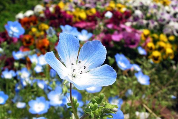 幌菊什么时候开花 幌菊什么时候开花