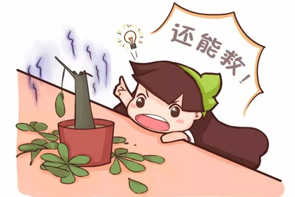 家里的花莫名萎蔫?不怕!1招教你解决 家里的花莫名萎蔫?不怕!1招教你解决