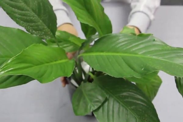 土培转水培水培:养花不用土,一杯水就可以 土培转水培水培:养花不用土,一杯水就可以