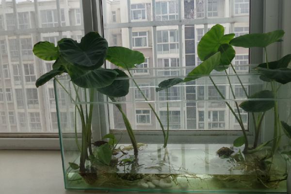 家庭种植芋头的方法 家庭种植芋头的方法