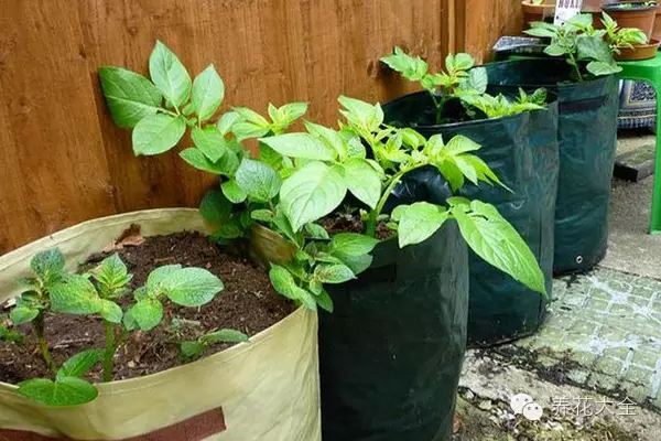 阳台土豆的种植方法 阳台土豆的种植方法