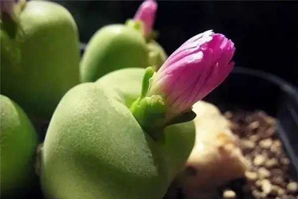 石头开花,原来这么赞 石头开花,原来这么赞