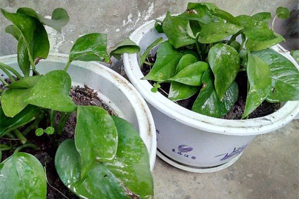 常见花卉的养护——浇水篇 常见花卉的养护——浇水篇