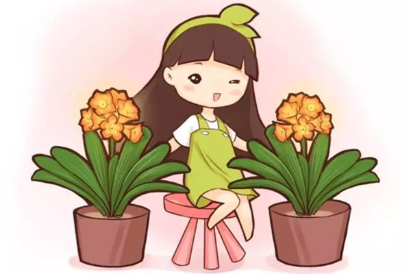 花谢后的君子兰这样做,不然再也开不了花 花谢后的君子兰这样做,不然再也开不了花