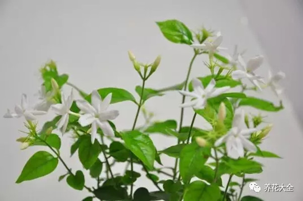 茉莉花如何一年开花几次 茉莉花如何一年开花几次