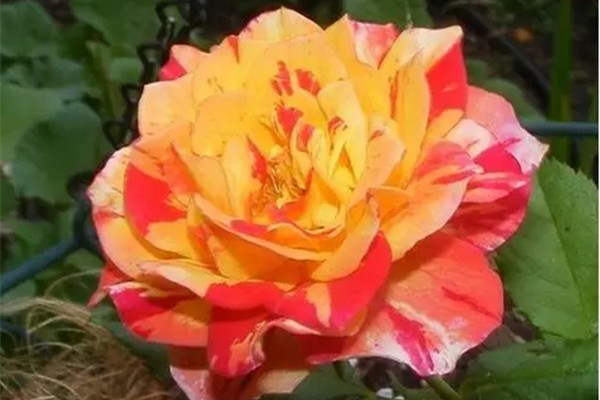 家中养殖月季花,如何月月开花呢 家中养殖月季花,如何月月开花呢