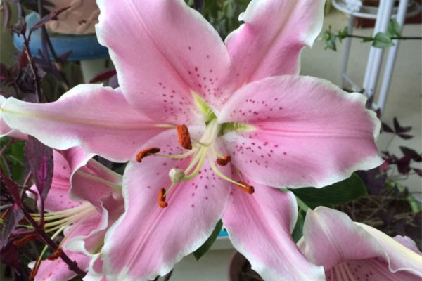 这些花儿悬挂起来,美过吊兰、绿萝一百倍 这些花儿悬挂起来,美过吊兰、绿萝一百倍