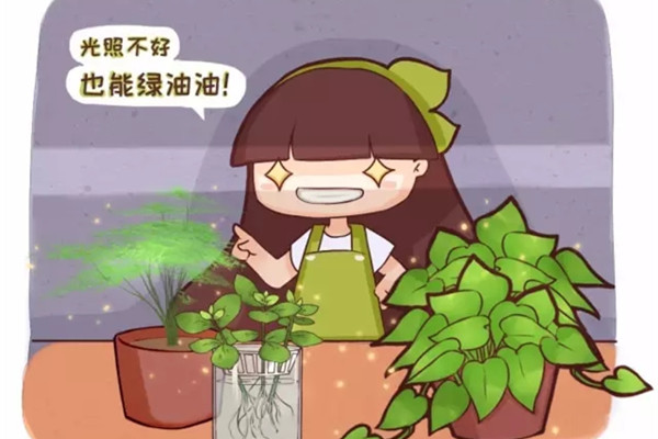 这20种花,家里光照不好也能绿油油 这20种花,家里光照不好也能绿油油