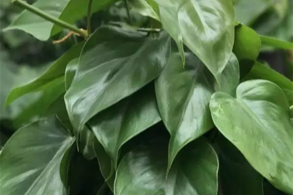 这些植物比较耐阴,可以放心养 这些植物比较耐阴,可以放心养