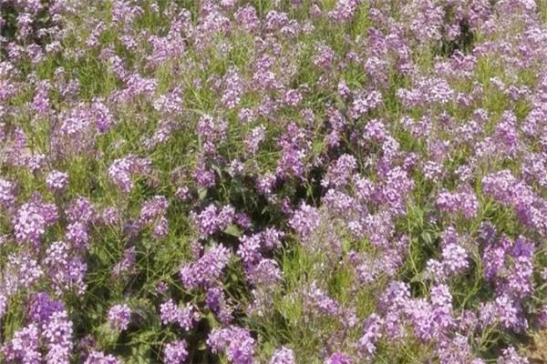 蓝香芥的繁殖方法 蓝香芥的繁殖方法