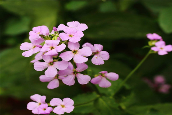 蓝香芥的花语和文化寓意 蓝香芥的花语和文化寓意