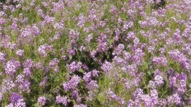 蓝香芥的作用是什么 蓝香芥的作用是什么