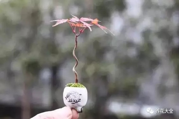 指尖上的盆景,养好了比兰花还值钱 指尖上的盆景,养好了比兰花还值钱