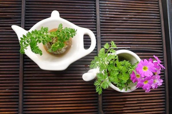 把不要的蔬菜丢盆里,秒变小森林!好看还能吃 把不要的蔬菜丢盆里,秒变小森林!好看还能吃