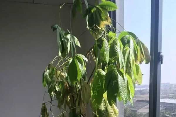 快死的发财树别扔,1分钟让它起死回生 快死的发财树别扔,1分钟让它起死回生