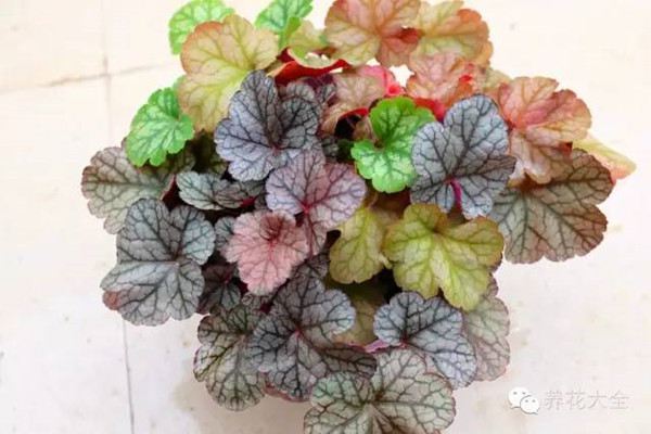 叶片扦插,不只是多肉,矾根也可以 叶片扦插,不只是多肉,矾根也可以