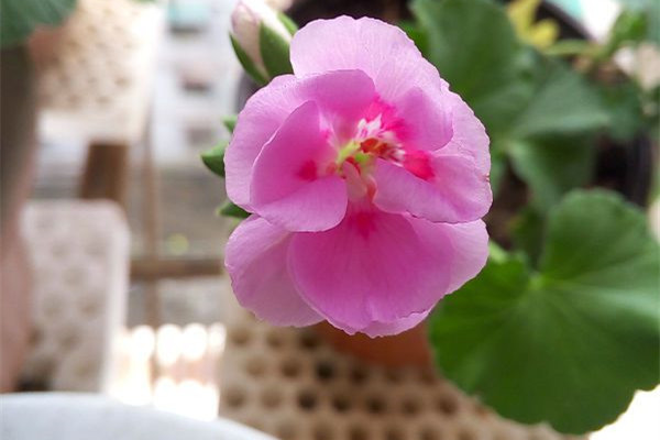 盆里扔点这3种过期药片,花儿想发黄、生病都难 盆里扔点这3种过期药片,花儿想发黄、生病都难